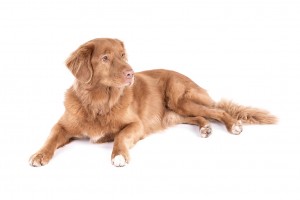 138-nova-scotia-duck-tolling-retriever