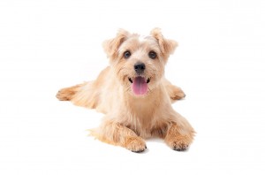 139-norfolk-terrier