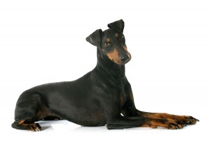 140-manchester-terrier