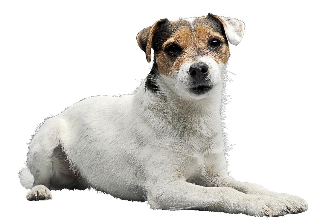 Parson russell deals terrier shedding