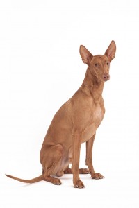 142-pharaoh-hound