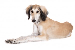 144-saluki