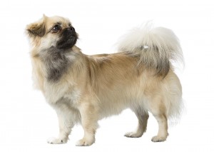 152-tibetan-spaniel