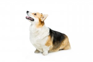 155-welsh-corgi-pembroke