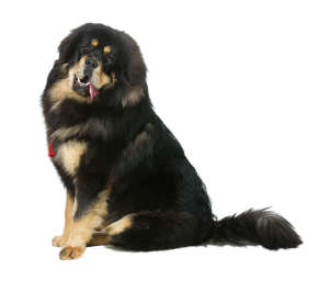156-tibetan-mastiff