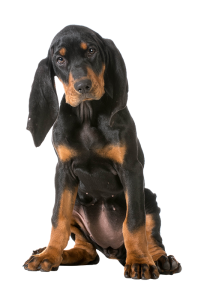 158-black-andtan-coonhound