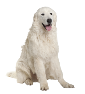 160-maremma-sheepdog