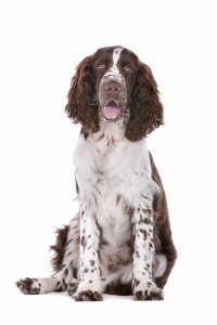 17-english-springer-spaniel