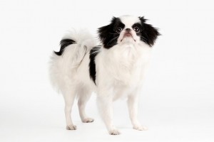 22-japanese-chin
