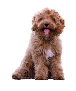 25-cavoodle