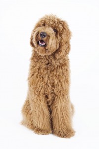 26-labradoodle