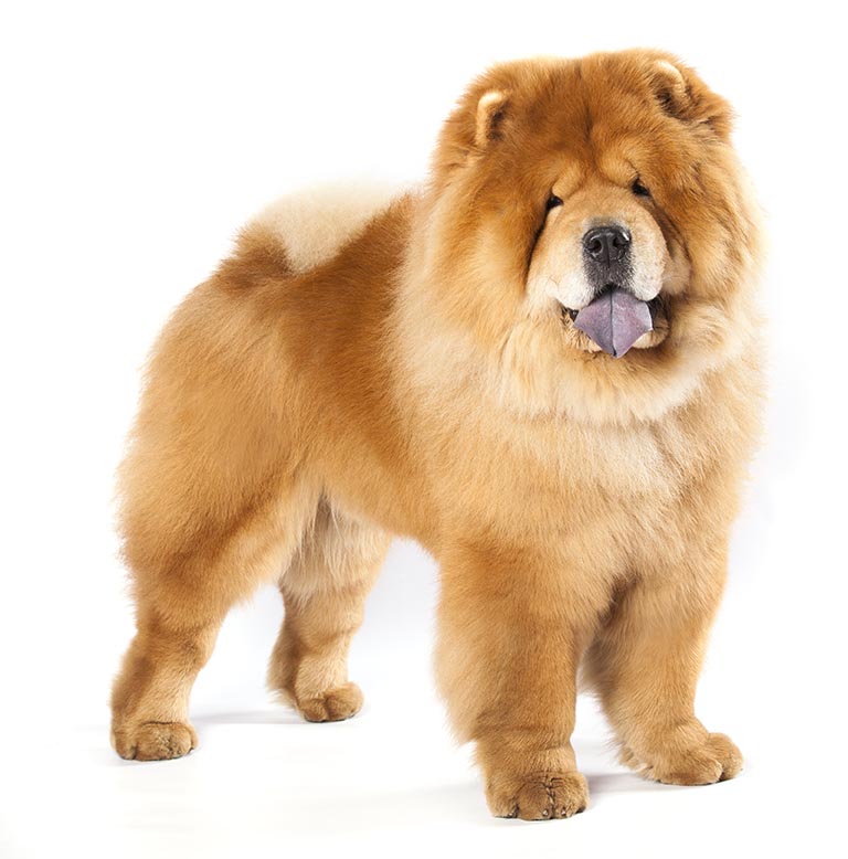 chow chow shedding