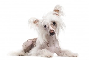 28-chinese-crested