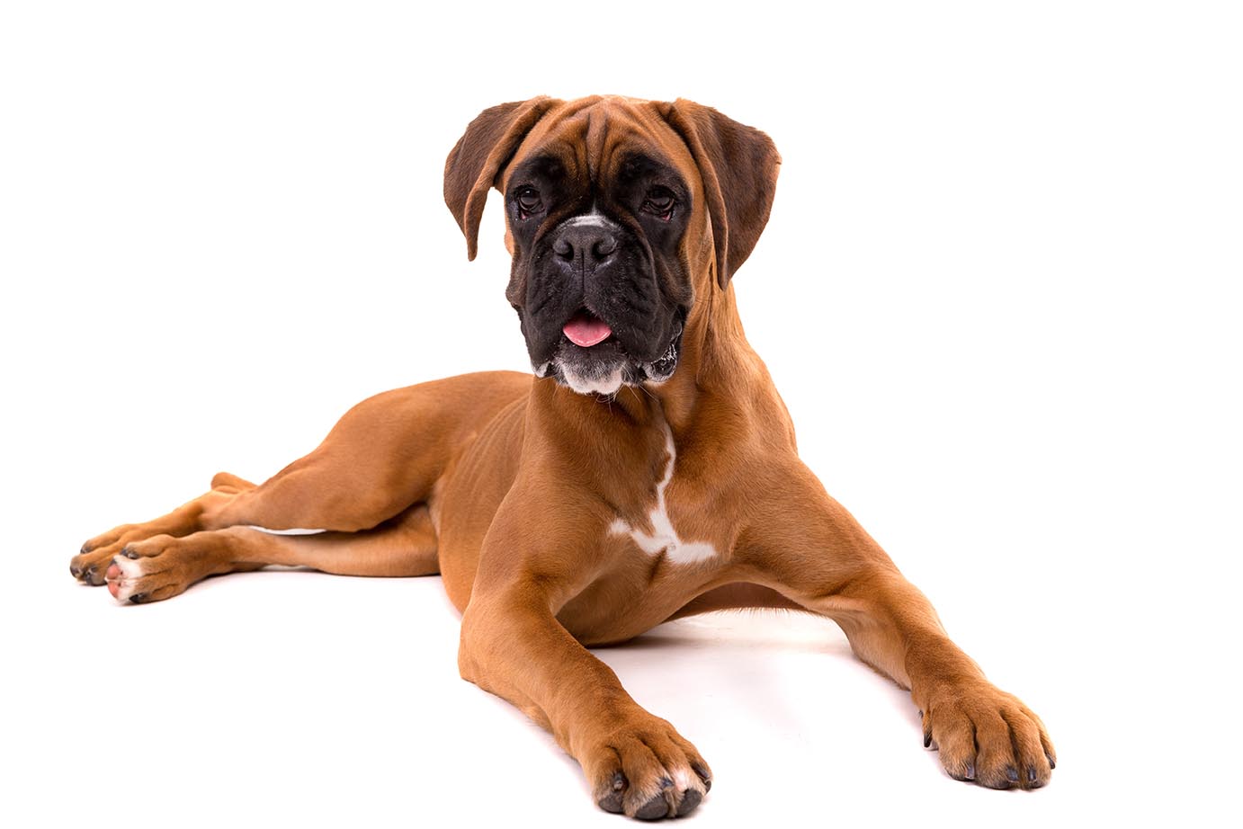 are boxer dogs difficult to train