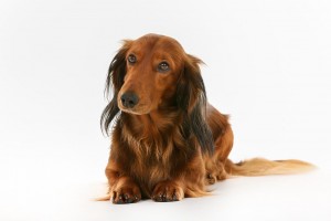 35-dachshund-longhaired