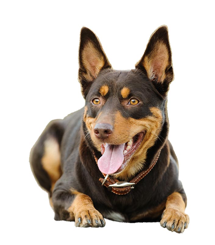 the kelpie dog