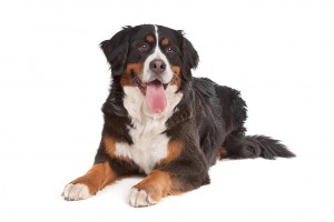 44-bernese-mountain-dog