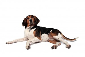 50-foxhound