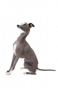 53-italian-greyhound