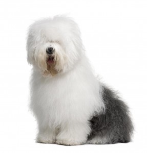 56-old-english-sheep-dog
