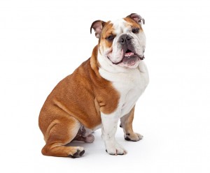 62-australian-bulldog