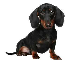 63-miniature-dachshund