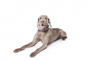 64-weimaraner