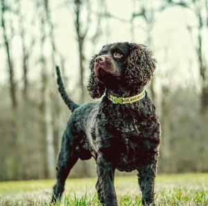 76-american-water-spaniel