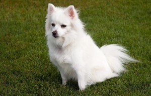 78-american-eskimo-standard
