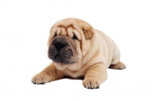 83-shar-pei