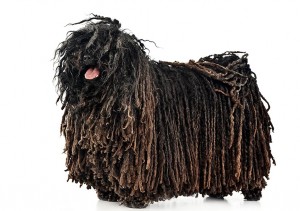 88-puli