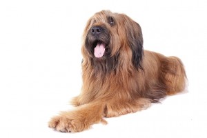92-briard