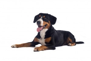 93-greater-swiss-mountain-dog