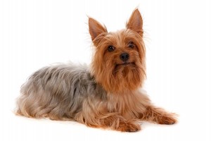 96-silky-terrier
