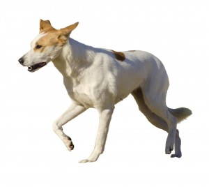 97-canaan-dog