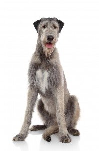 99-irish-wolfhound