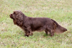 sussexspaniel