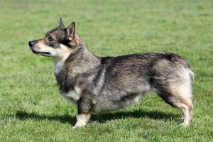 swedishvallhund