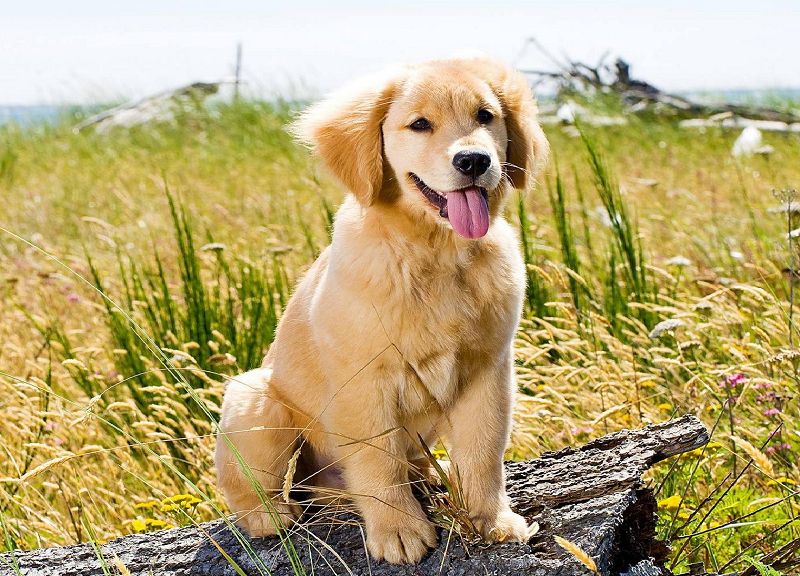 Golden retriever puppy