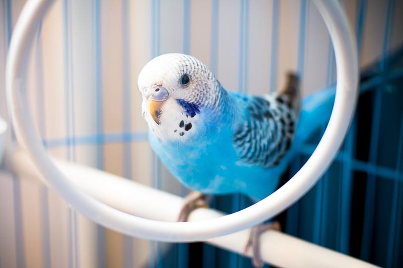 A blue budgie image - featured for Petbarn's Budgie Care Guide