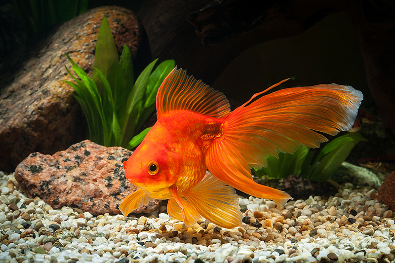 Best goldfish sales