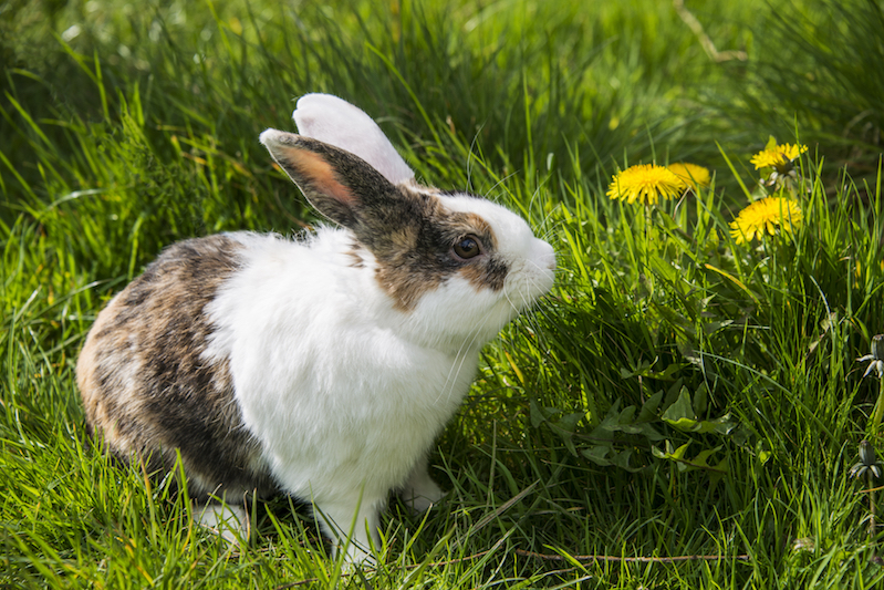 rabbits care and feeding