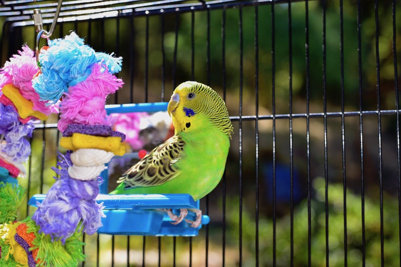 budgie shredding toys