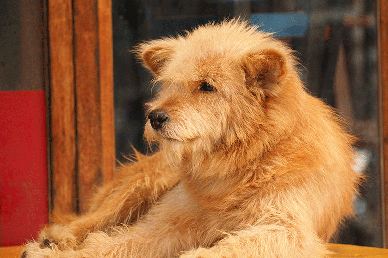 Dog clippers petbarn deals