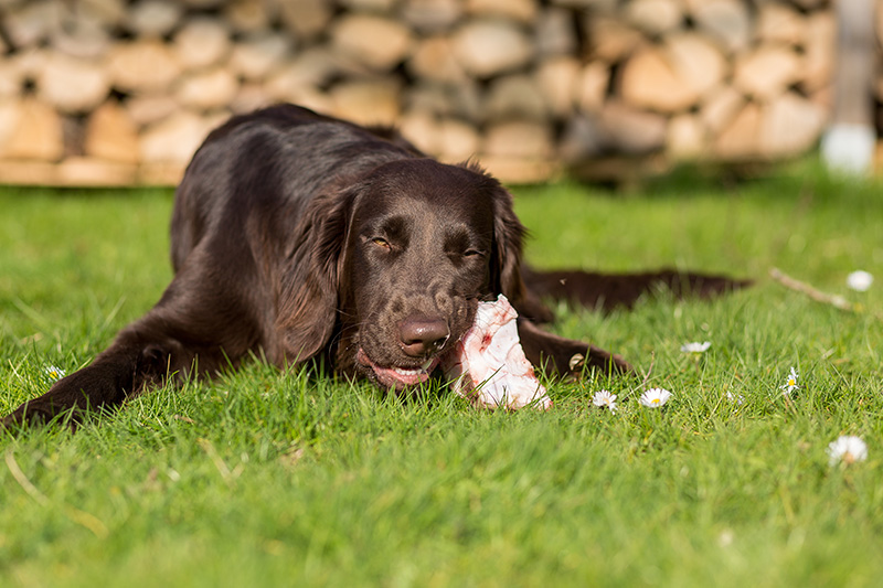 how often should you give your dog raw bones