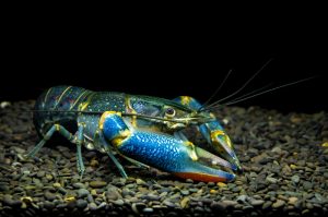 Yabby care