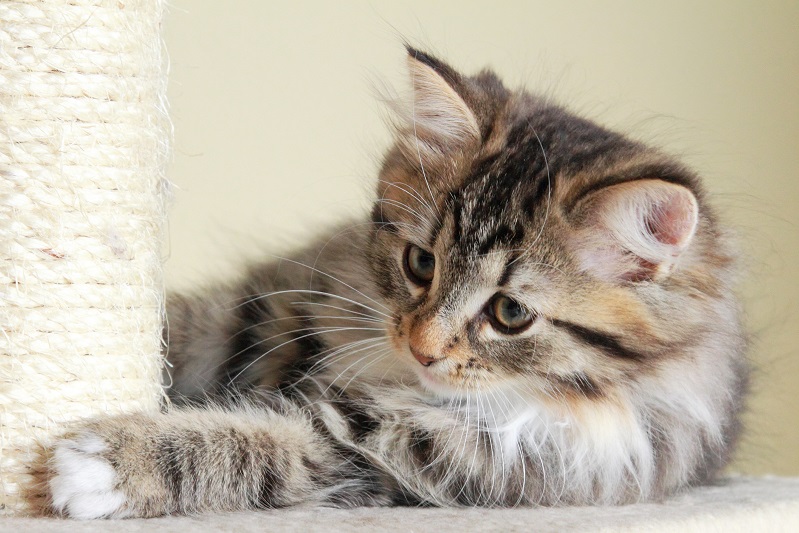 Your kitten care essentials checklist