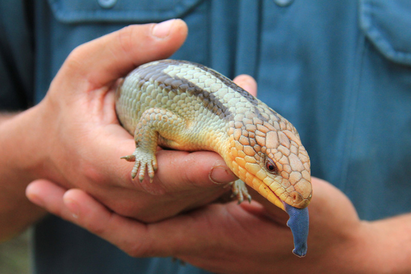 reptile cage disinfectant