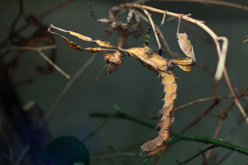 Should You Keep Stick Insect As A Pet?