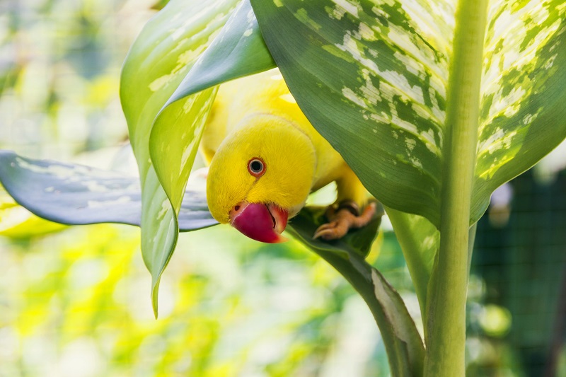 Caring for your bird in the summer